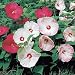 Disco Belle Hibiscus 10 Seeds
