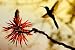 41baSz4tYIL. SL75  Bird Watching Holidays in India best all through the year