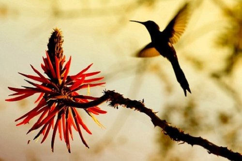 Bird Watching Trip Bird Watching Trips - Searching For The Most Beautiful Birds In The USA