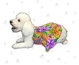 Pet Supplies : Floral Sun Dress