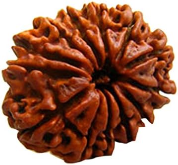 Indian Astrology 13 Faced / Mukhi Natural Certified Rudraksha