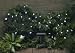 Solar Stars Light Strings 30 Ct With White Led's And Nimh Battery