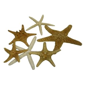 U-S-Shell-Inc-Starfish-Mix