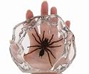 Large Tarantula Spider Paperweight Display DS40