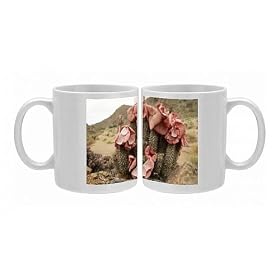 Photo Mugs of HOODIA gordonii - in flower from Ardea Wildlife Pets