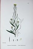 BOTANY PLANTS c1902 TREACLE HEDGE MUSTARD ERYSIMUM