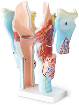 Human Anatomical Model of the Larynx, Magnified to 3x Life Size