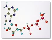 Adenosine Triphosphate Photographic Poster Print by David M. Dennis, 30x40