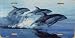 LP - 1186 Dolphins License Plate - AB026