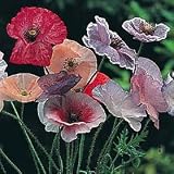 41bcxWsIgVL. SL160  Poppy Fairy Wings 50 Seeds/Seed
