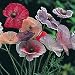 Poppy Fairy Wings 50 Seeds/Seed- SALE* - FREE SHIPPING ON ADDITIONAL HIRTS SEEDS