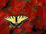 Tiger Swallowtail on Maple Leaves, Michigan, USA Photographic Poster Print by Claudia Adams, 42x56