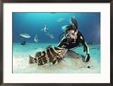 A Woman Observing a Grouper as Other Fish Swim Nearby Framed Photographic Poster Print by Bill Curtsinger, 29x21