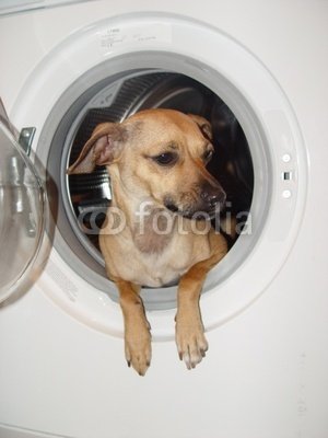 Best Price Wallmonkeys Peel and Stick Wall Decals - Dog in Washing Machine - 24
