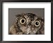 Eastern Screech Owl, Lincoln, Nebraska Framed Photographic Poster Print by Joel Sarto...