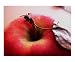 Apple Cuisine Photographic Poster Print by Larissa Casebolt, 10x8