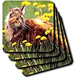 Cats - Cat In The Flower Field - Coasters