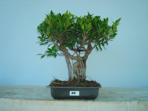 Imported Ficus Retusa Bonsai Tree by Sheryls Shop