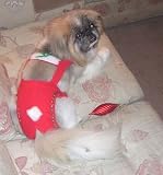 Joybies Festive Christmas Piddle Pants(tm) for Large Male Dog (Measuring 17-19 Along Back From Collar to Base of Tail)