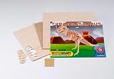 Eigenschaften Glorex / Holzbausatz Tyrannosaurus klein