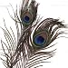 Small Craft-sized Peacock Feathers for Jewelery (Pack of 6 in three matched pairs.)