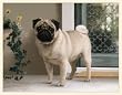 Fiddler's Elbow Pug on the Porch Blank Box Note Cards