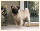 Fiddler's Elbow Pug on the Porch Blank Box Note Cards