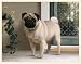 Fiddler's Elbow Pug on the Porch Blank Box Note Cards