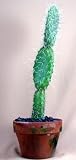Grizzily Bear Cactus - Opuntia - Great Houseplant -Easy