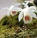 Pflanzenset: 3 x Pleione formosana 'Alba Red Spot' - Tibetorchidee