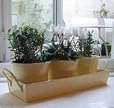 Kitchen & Housewares : 3 cream metal pots on tray - perfect for kitchen herbs or as a garden gift