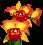 Cattleya Alliance Bare Root Orchid Collection
