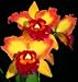 Outdoor Living : Cattleya Alliance Bare Root Orchid Collection