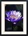 Framed Prints of Water lily (Nymphaea sp.) from Science Photo Library