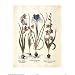 Professionally Framed Iris Bulbs (Plant Study) Art Print Poster - 16x20 with RichAndFramous Black Wood Frame