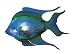Crystal Catch Fish