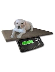 Buy ZIEIS | 60 Lb. Capacity | Professional Digital Dog Scale | P60-COZY | Built-in... by ZIEIS