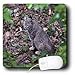 WhiteOak Photography Animal Prints - A light colored female bobcat - Mouse Pads