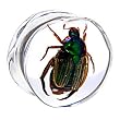 16mm Organic Beetle Resin Saddle Plug