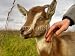 Wallmonkeys Peel and Stick Wall Decals - Goat Kid Cub Hand Caress - Removable Graphic