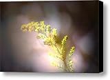 11 Canvas Print / Canvas Art - Artist Mark Ross