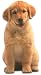 Golden Retriever Puppy Die-Cut Photographic Magnet