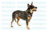 AUSTRALIAN CATTLE DOG - Decal - sticker car got graphic