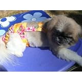 Joybies Sunshine Aloha Piddle Pants(TM) for XXX Large Male Dog (Measuring 30-32 From Collar to Base of Tail)