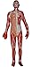 Herindera Muscular RS.300.00