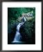 The Argyll Falls, Argyll Falls, Trinidad & Tobago Framed Art Poster Print by Michael Lawrence, 18x22