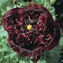 Papaver (Poppy) Seeds: Black Paeony **Seeds**
