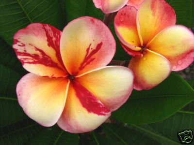 Plumeria Seeds Top Angel 5 Seeds!!rare!