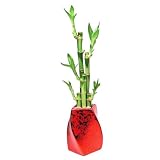 Lucky Bamboo Holiday Plant Arrangment, 5 Stalks, Curve Twisted Ceramic in Red Metallic Foil, Oldest Gift of Good Fortune and Luck - Exclusive Design by Eve's Garden