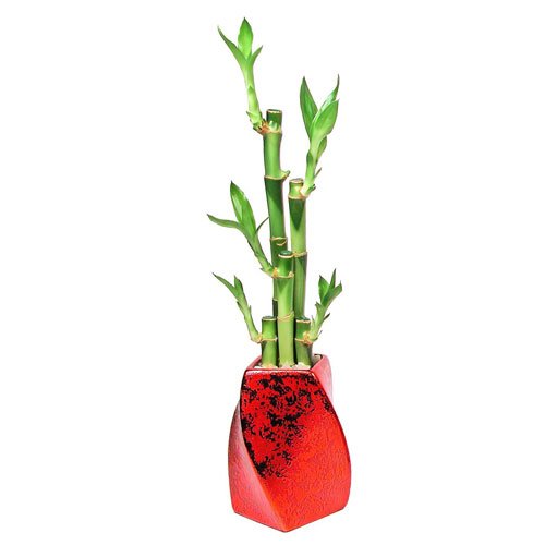 Lucky Bamboo Holiday Plant Arrangment, 5 Stalks, Curve Twisted Ceramic in Red Metallic Foil, Oldest Gift of Good Fortune and Luck - Exclusive Design by Eve's Garden